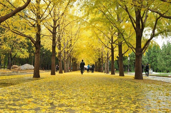 銀杏樹