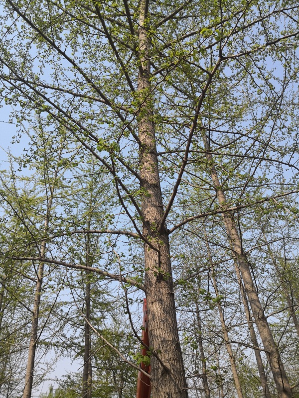 銀杏樹(shù)