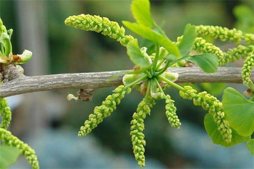 銀杏樹公樹花粉