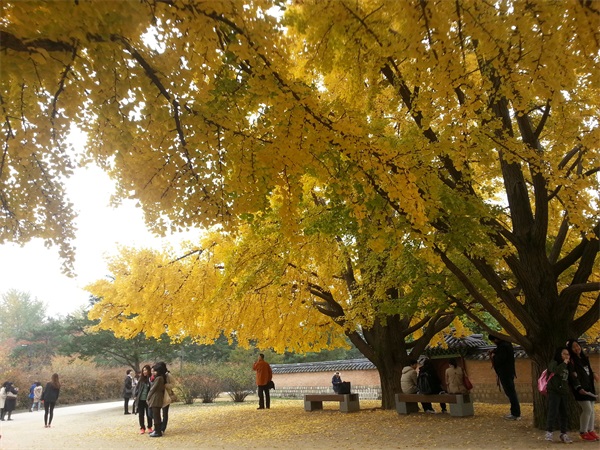 銀杏樹