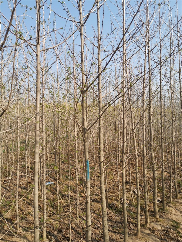 銀杏樹苗