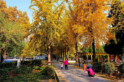 北京公園銀杏樹案例