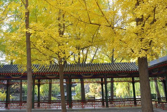 銀杏樹為什么那么珍貴？