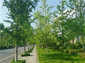 臨沂市政道路銀杏樹工程