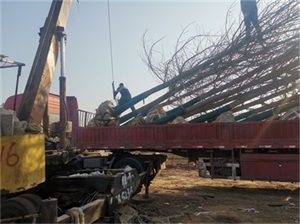 銀杏樹能截頭嗎？去樹頭有影響嗎？